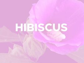 Art Kombucha-Hibiscus et fruit de la passion
